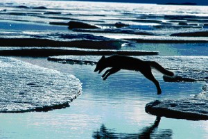 Beyaz Gezegen fotoğrafı