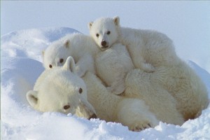 Beyaz Gezegen fotoğrafı