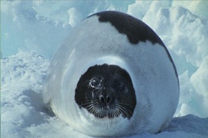 Beyaz Gezegen fotoğrafı