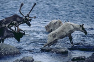 Beyaz Gezegen Fotoğrafı