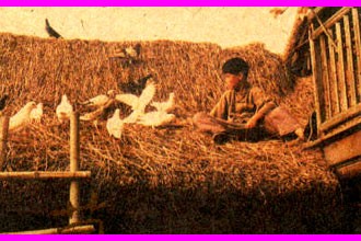 Thatched Memories fotoğrafı