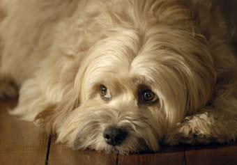 Benji: Off The Leash! fotoğrafı