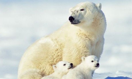 The Great Polar Bear Adventure fotoğrafı
