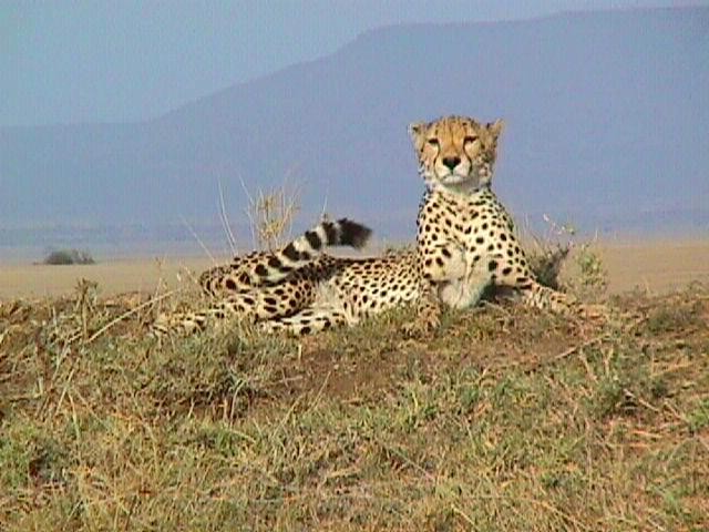 Wildlife In Serengeti fotoğrafı