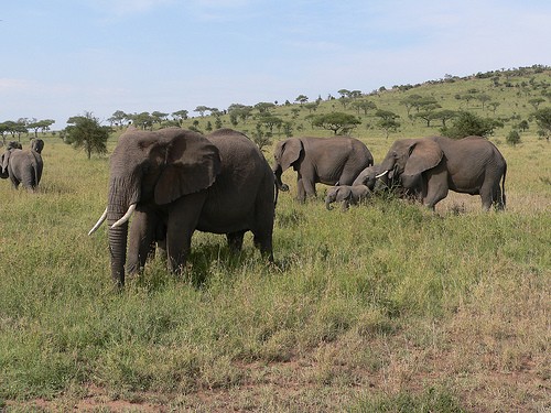 Wildlife In Serengeti fotoğrafı