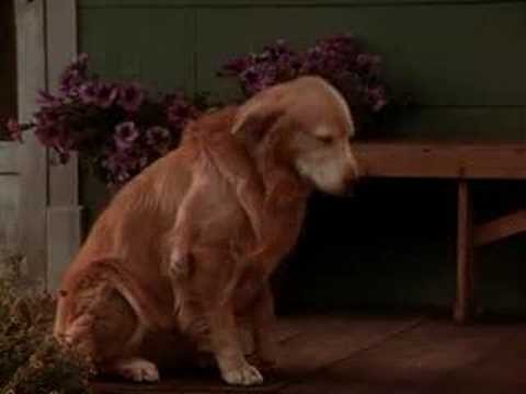 Yuvaya Dönüş : İnanılmaz Seyahat Fotoğrafı