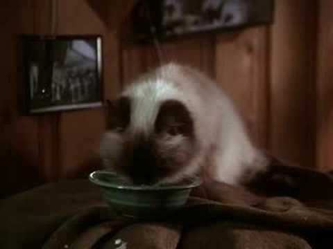 Yuvaya Dönüş : İnanılmaz Seyahat fotoğrafı