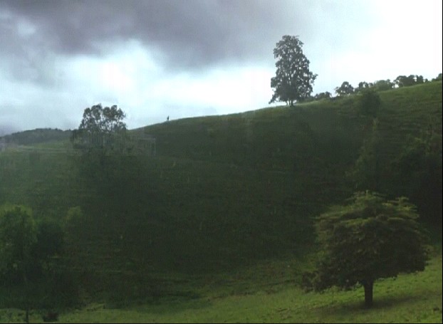 Yeşil Yol Fotoğrafı