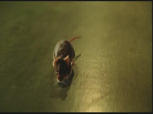 Yeşil Yol Fotoğrafı