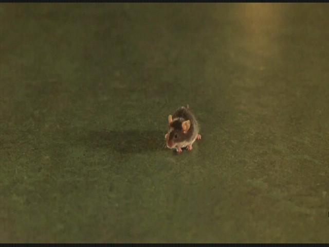 Yeşil Yol Fotoğrafı