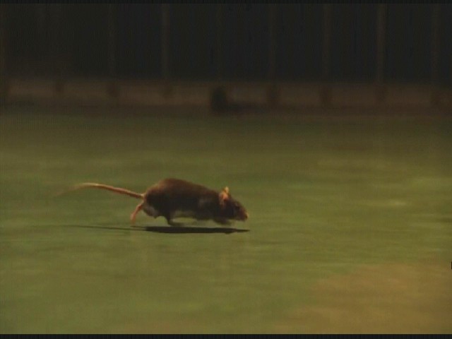 Yeşil Yol Fotoğrafı