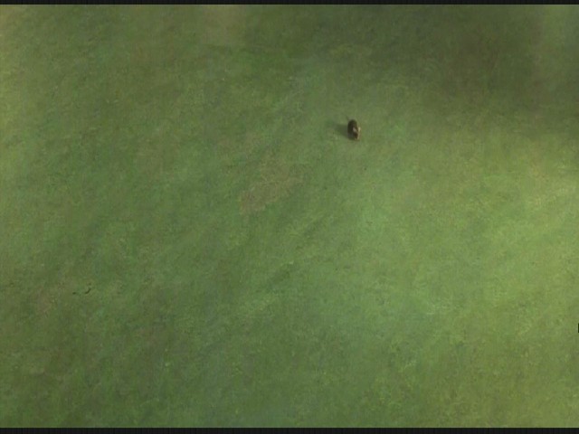 Yeşil Yol Fotoğrafı