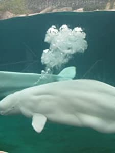 A Whale Of A Tale (2004) afişi