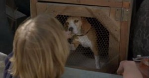 Sevimli Köpek Shiloh Fotoğrafı