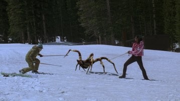Buz Örümcekler Fotoğrafı