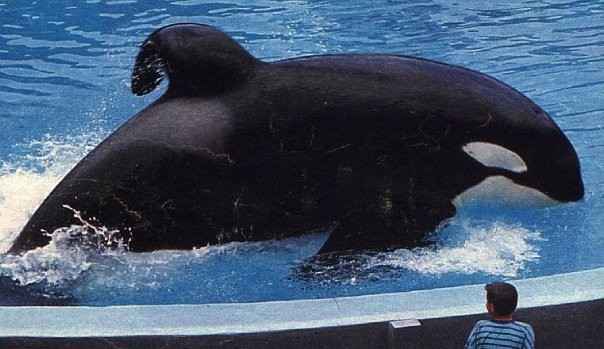 Free Willy: Escape From Pirate's Cove fotoğrafı