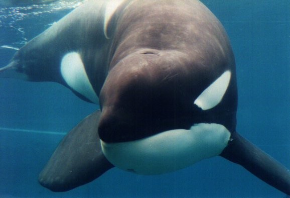 Free Willy: Escape From Pirate's Cove fotoğrafı