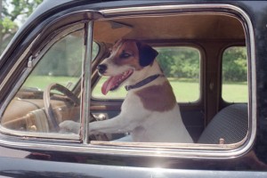 Köpeğim Skip fotoğrafı