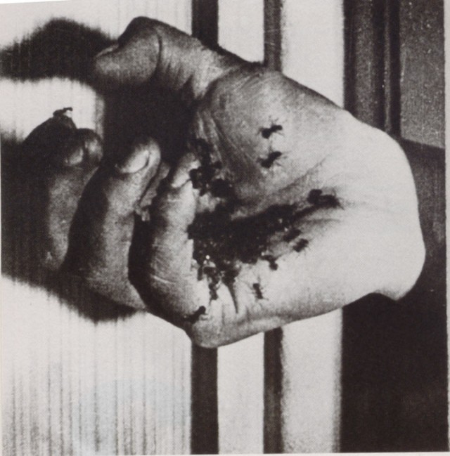 Endülüs Köpeği fotoğrafı