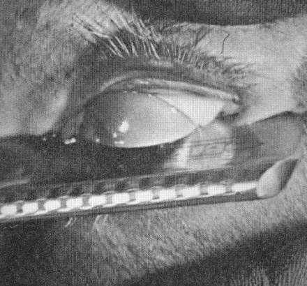 Endülüs Köpeği fotoğrafı