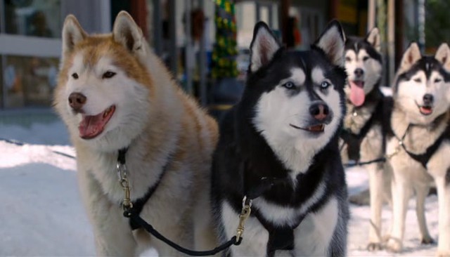 Kar Patileri Fotoğrafı