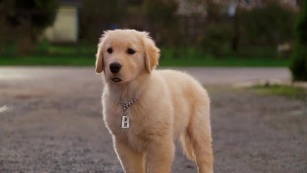 Kar Patileri Fotoğrafı