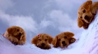 Kar Patileri Fotoğrafı