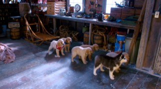 Kar Patileri Fotoğrafı