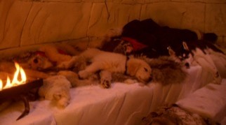 Kar Patileri Fotoğrafı