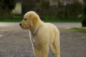 Kar Patileri Fotoğrafı