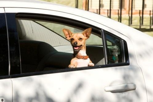 Beverly Hills Çuvava Fotoğrafı