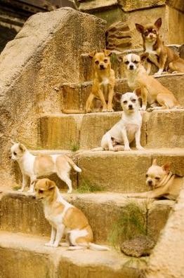 Beverly Hills Çuvava Fotoğrafı