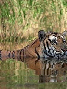 Land of the Tiger (1985) afişi