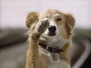 Kahraman Köpek Bingo Fotoğrafı