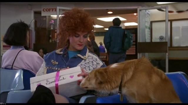 Kahraman Köpek Bingo fotoğrafı