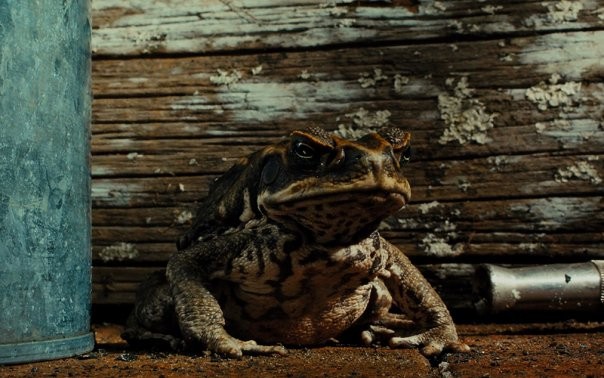 Cane Toads: The Conquest Fotoğrafı