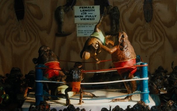 Cane Toads: The Conquest fotoğrafı