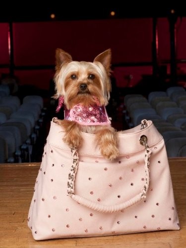 Sharpay'in Göz Alıcı Macerası Fotoğrafı