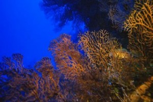 3 Boyutlu Derin Deniz Fotoğrafı