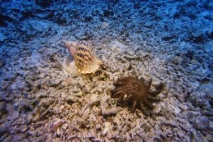 3 Boyutlu Derin Deniz Fotoğrafı