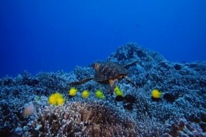 3 Boyutlu Derin Deniz Fotoğrafı