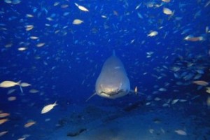 3 Boyutlu Derin Deniz Fotoğrafı