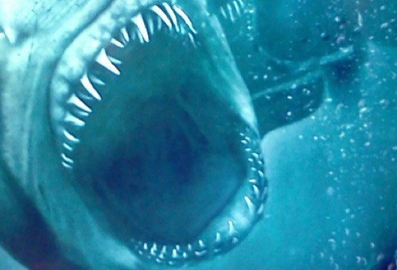 Katil Köpekbalığı Fotoğrafı