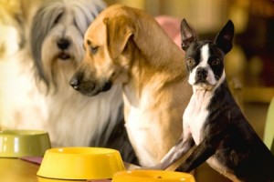 Köpek Oteli Fotoğrafı