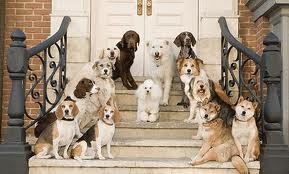 Köpek Oteli fotoğrafı