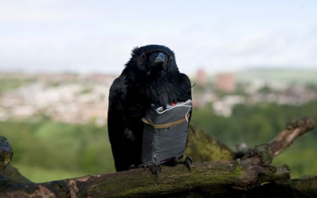 Dört Aslan Fotoğrafı