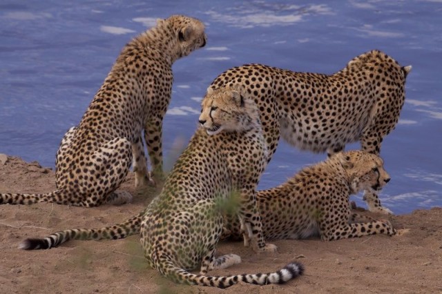 Afrika Kedileri Fotoğrafı