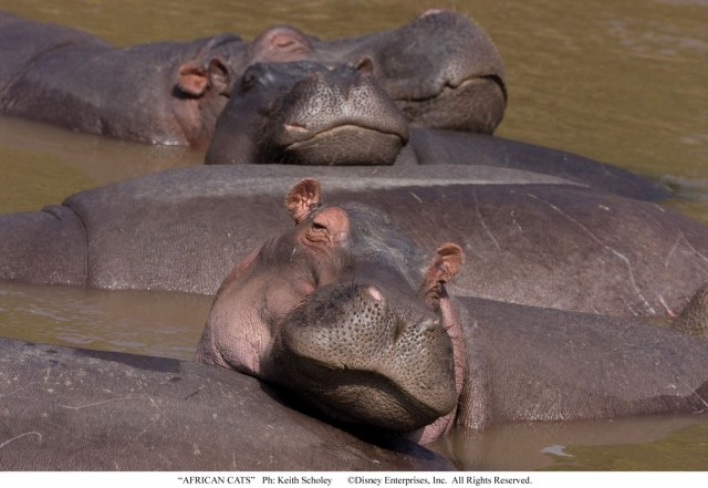 Afrika Kedileri fotoğrafı