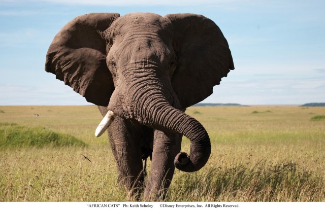 Afrika Kedileri fotoğrafı