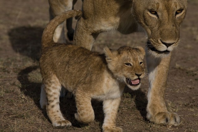 Afrika Kedileri fotoğrafı
